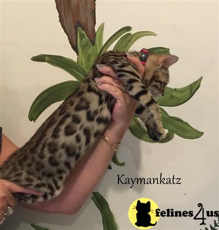 jmiller@kaymankatz.com Picture 3